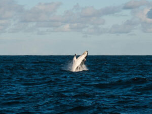 Responsible whale watching tours